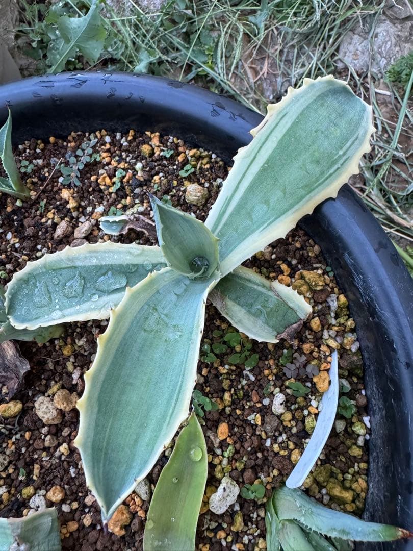 アガベ　リップルエフェクト　子株