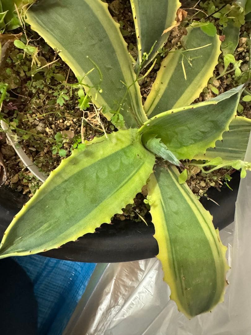 アガベ　リップルエフェクト　子株