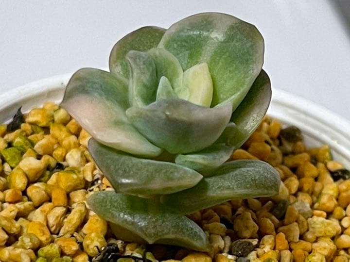 ❤️専用出品❤️ラブリーローズ錦❤️美斑に成長中①❤️