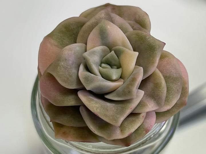 ❤️専用出品❤️ラブリーローズ錦❤️美斑に成長中①❤️