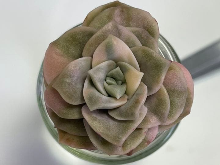 ❤️専用出品❤️ラブリーローズ錦❤️美斑に成長中①❤️