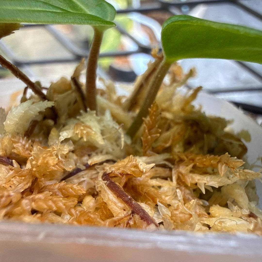 選抜 アンスリウム カーラブラッキー