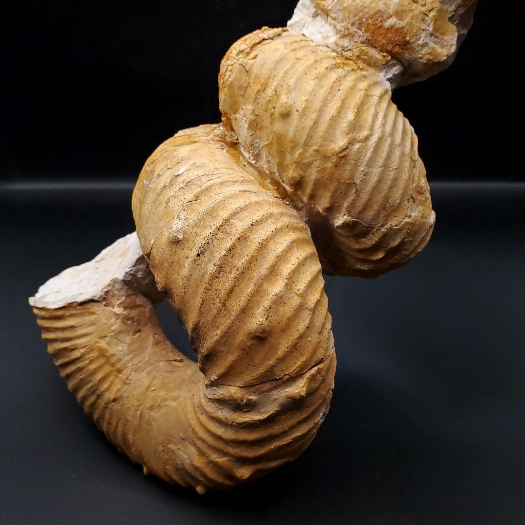 希少 異常巻き アンモナイト 化石 本物 フランス産 250mm fr34