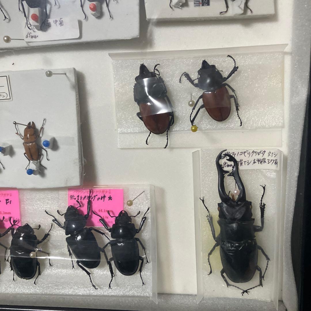 クワガタ標本セット フレーム付き