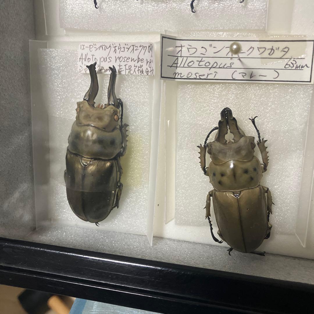クワガタ標本セット フレーム付き
