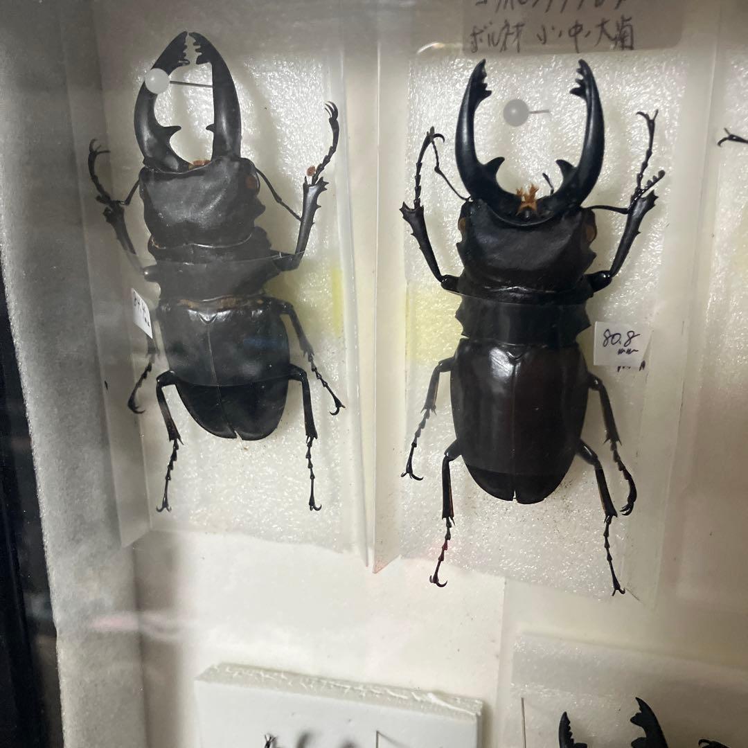 クワガタ標本セット フレーム付き