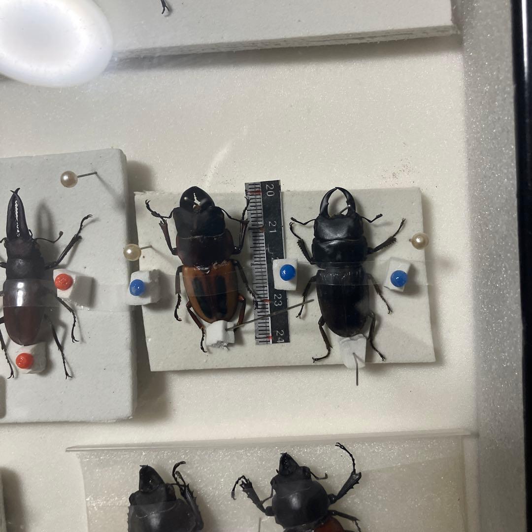 クワガタ標本セット フレーム付き