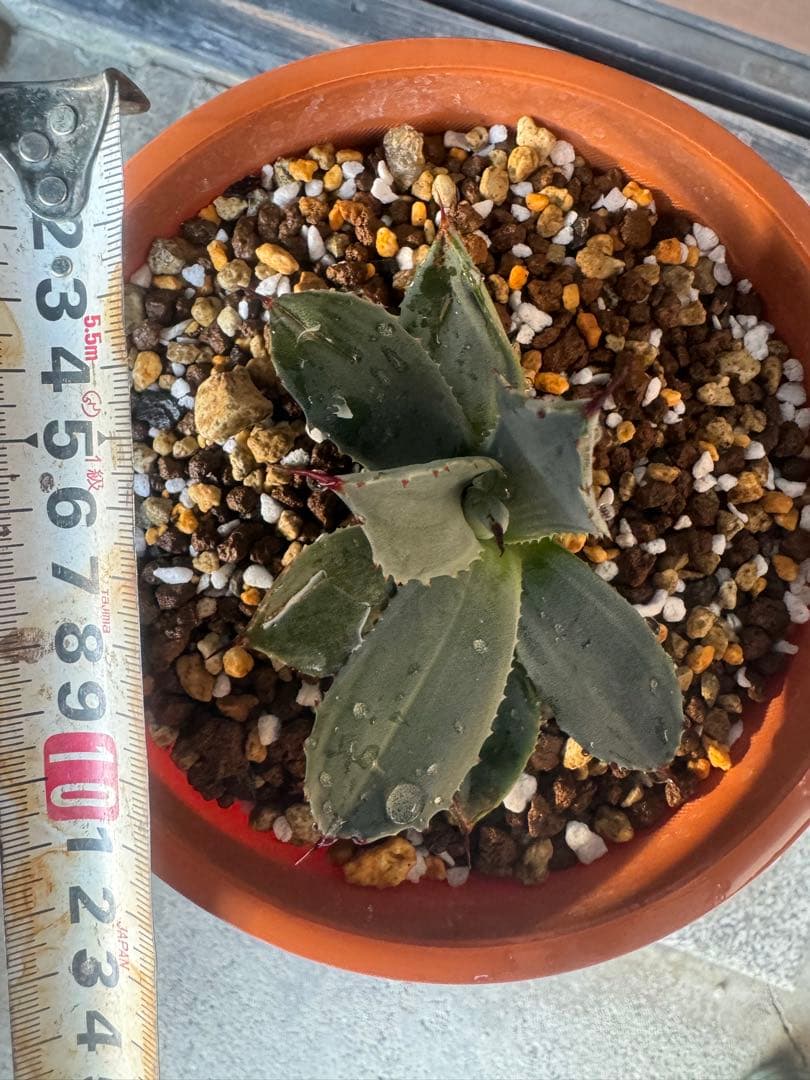 アガベ Agave parryi 'Desert Delight' 259