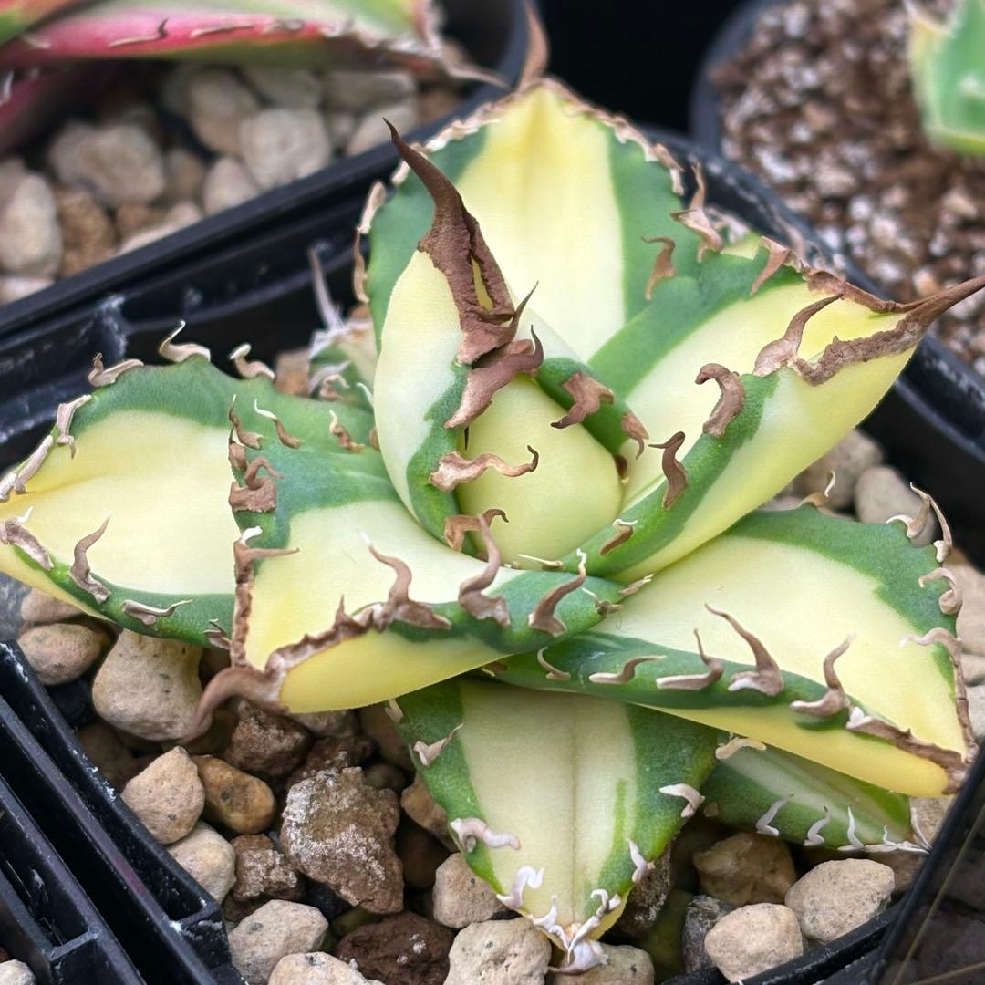 アガベ チタノタ 札落ち 斑入り