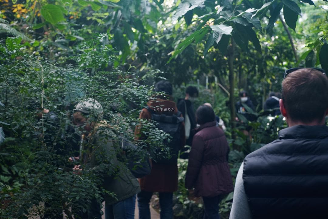 格安出品！名玉の現行型！Leica Summicron 50mm F2 4th