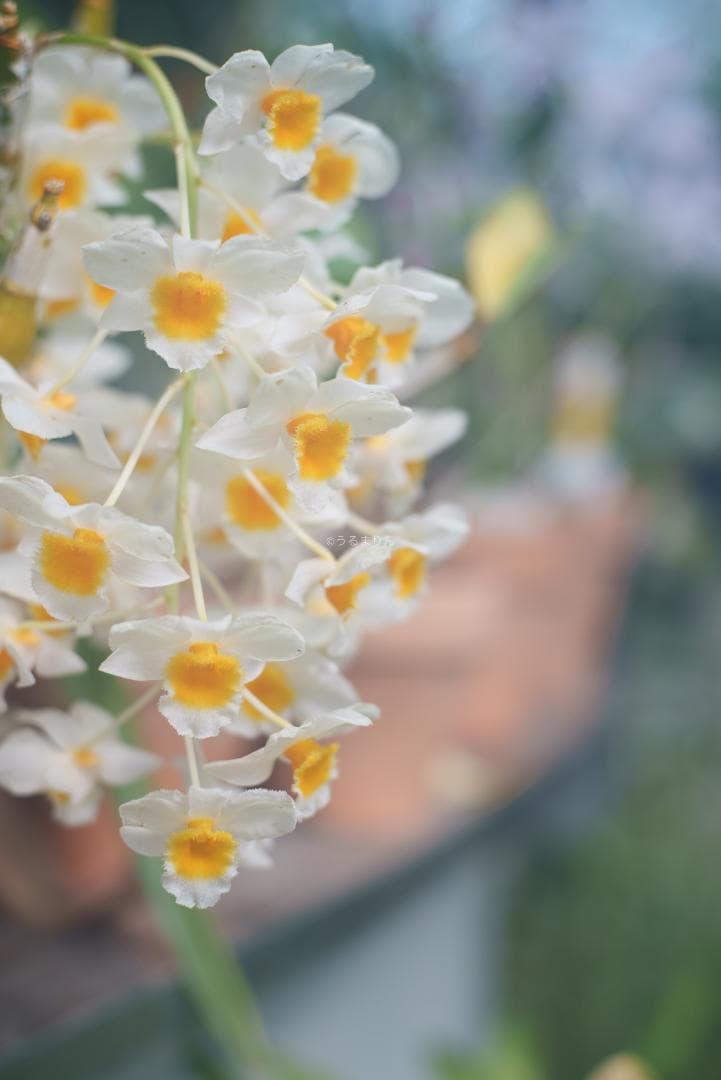 格安出品！名玉の現行型！Leica Summicron 50mm F2 4th