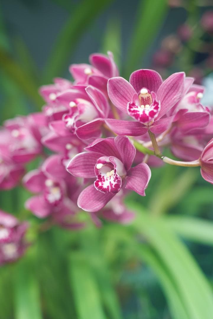 格安出品！名玉の現行型！Leica Summicron 50mm F2 4th