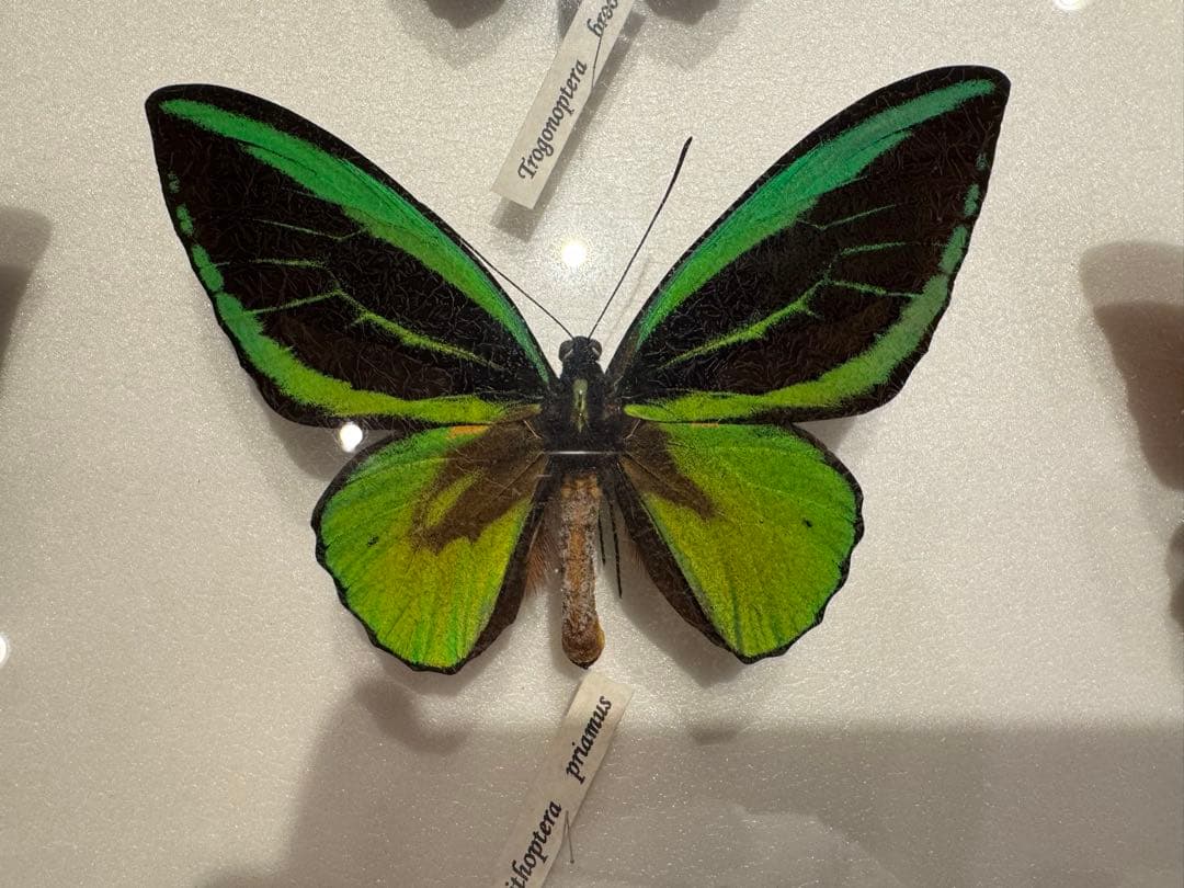 蝶の標本 多種類セット