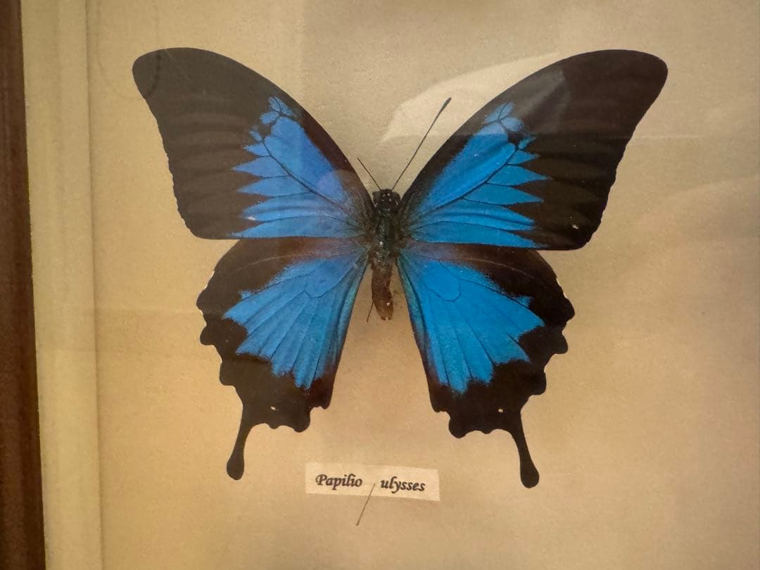 蝶の標本 多種類セット