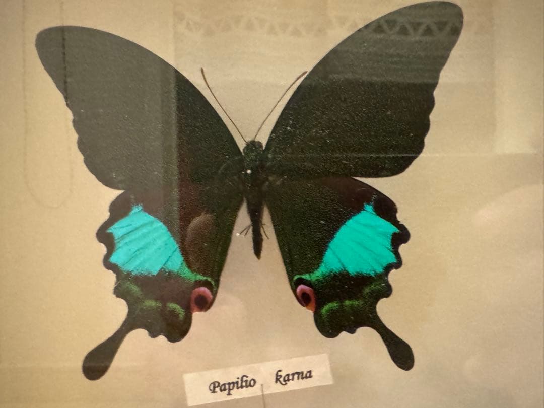 蝶の標本 多種類セット