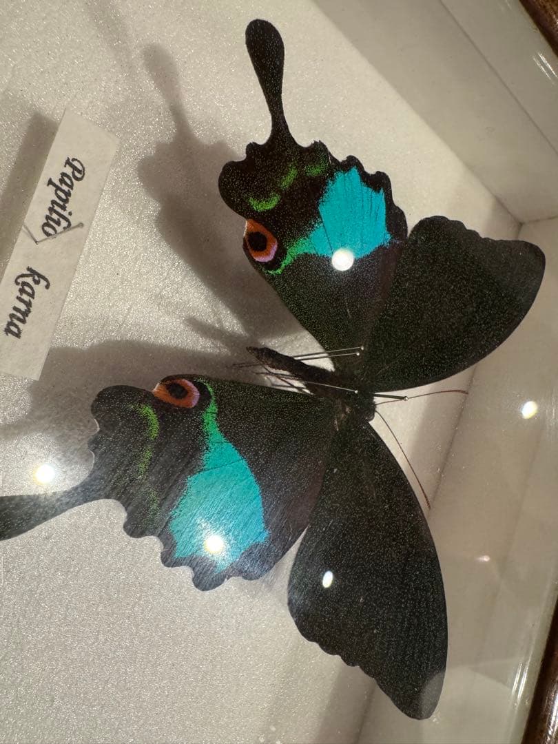 蝶の標本 多種類セット