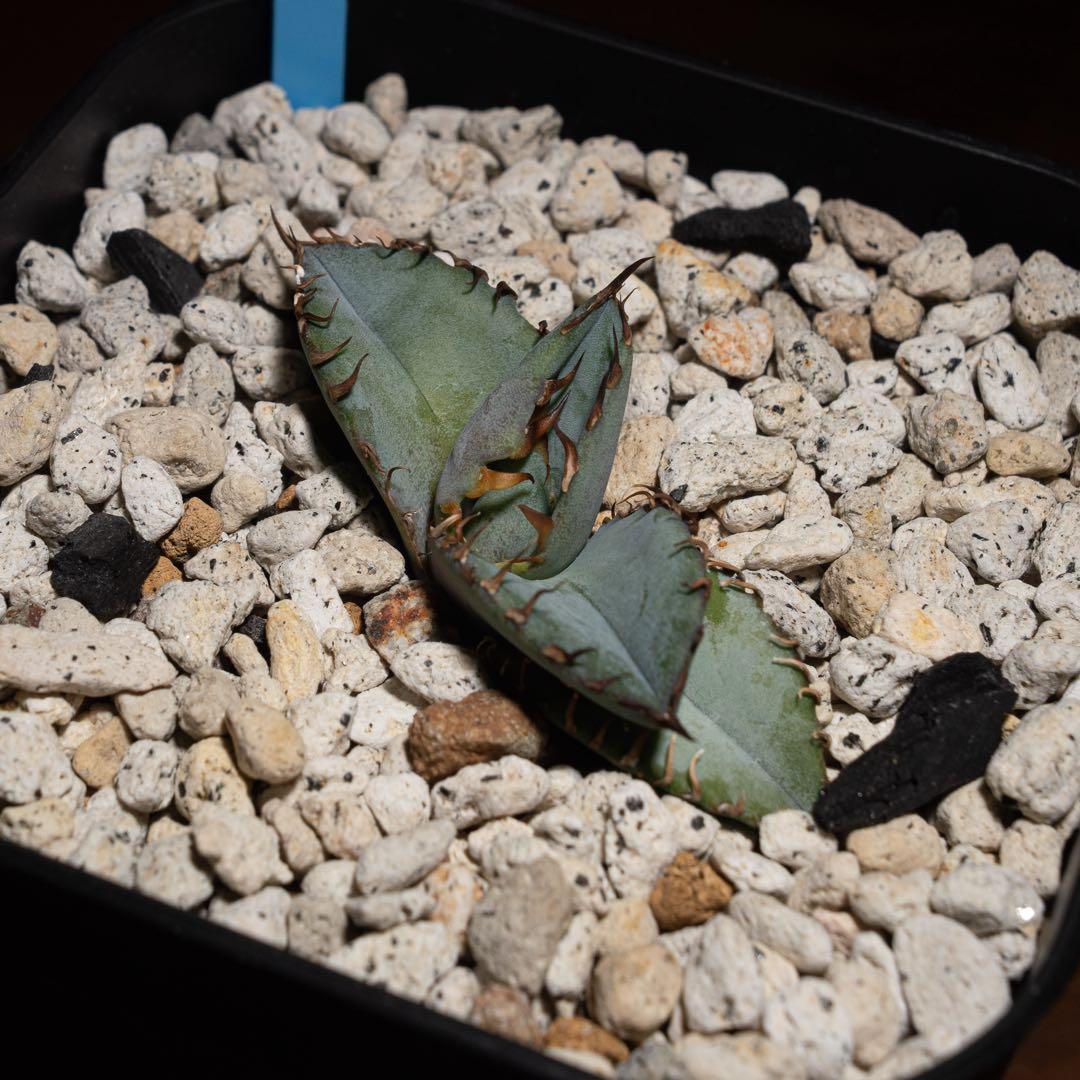 Agave titanota ‘Creep’ (Hidden Agave )01