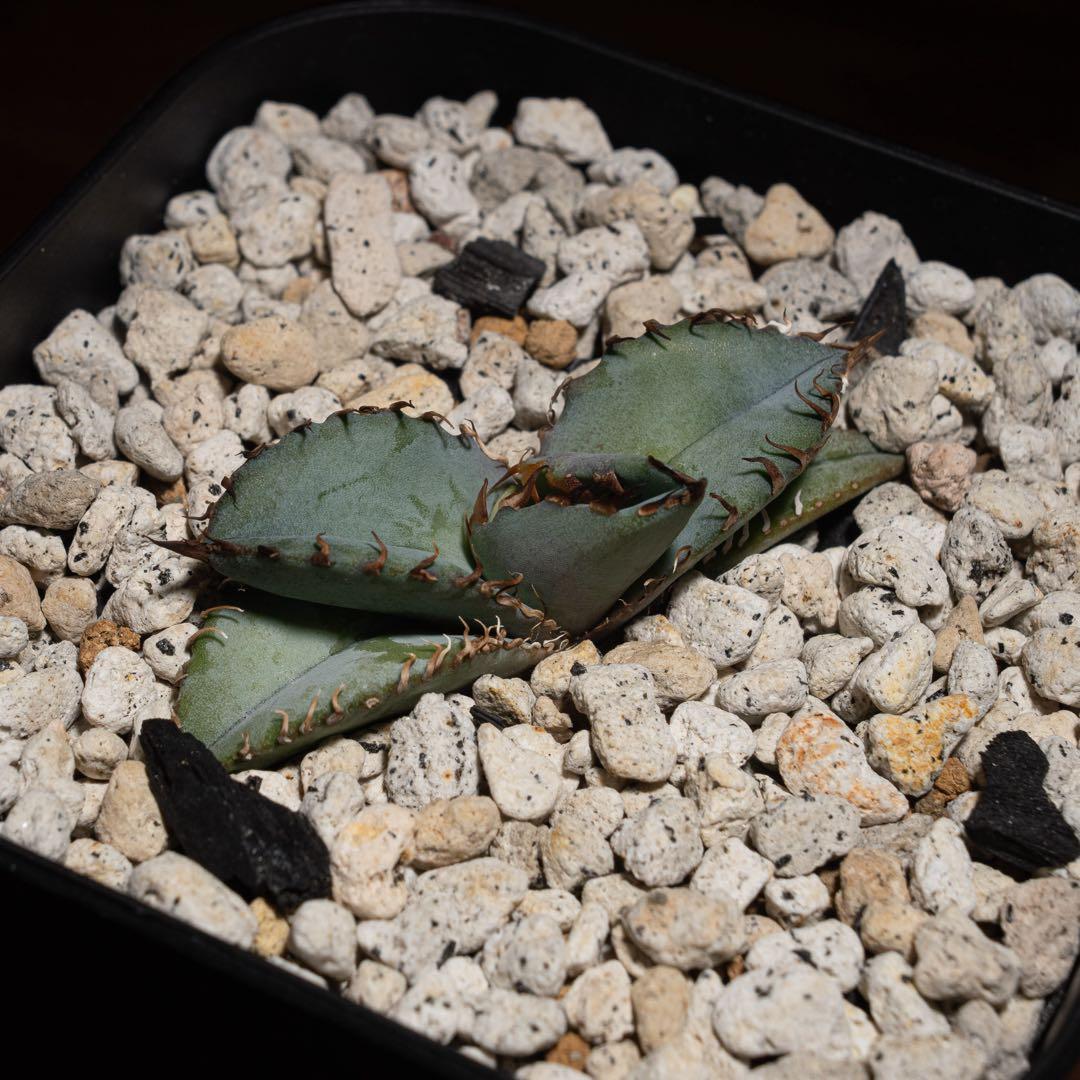 Agave titanota ‘Creep’ (Hidden Agave )01