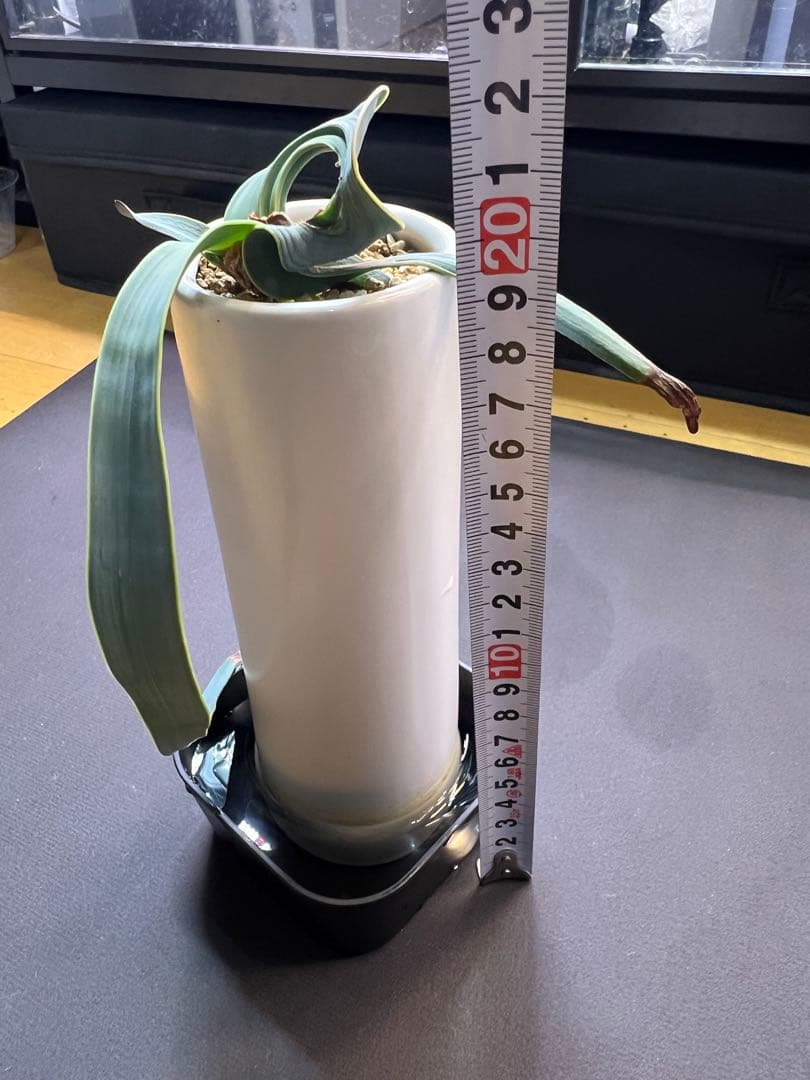 底穴付陶器鉢実生株　葉の形が奇想天外　welwitschia mirabilis