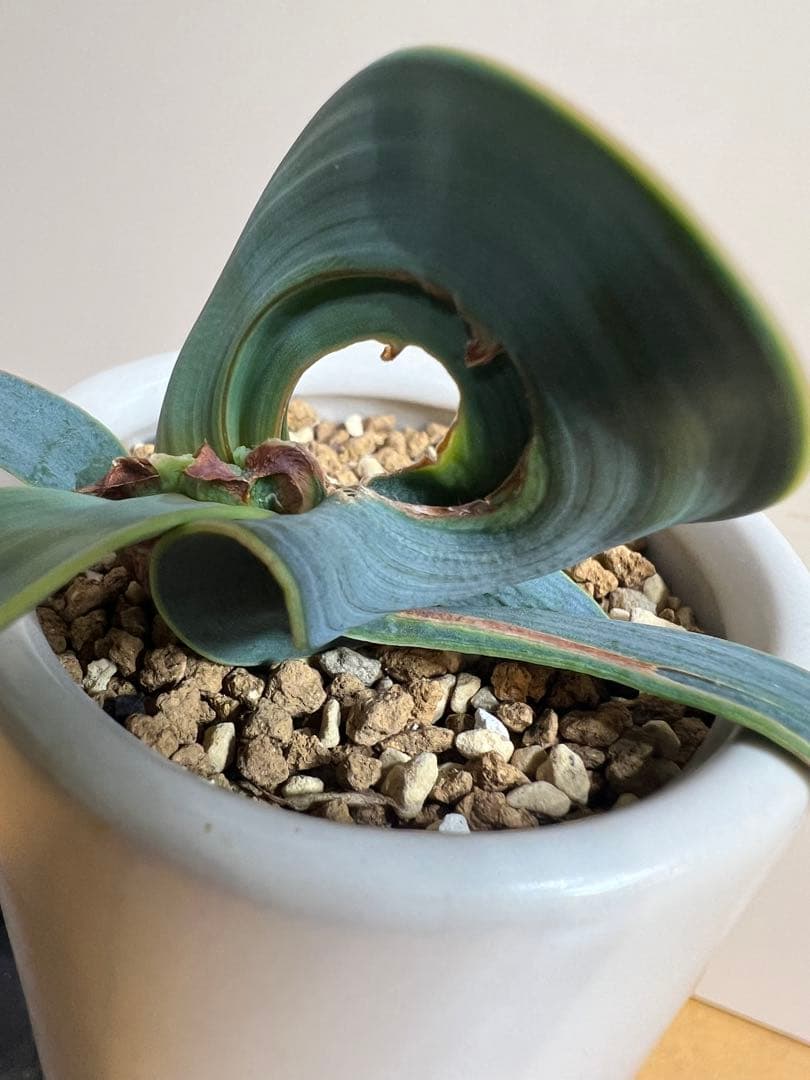 底穴付陶器鉢実生株　葉の形が奇想天外　welwitschia mirabilis