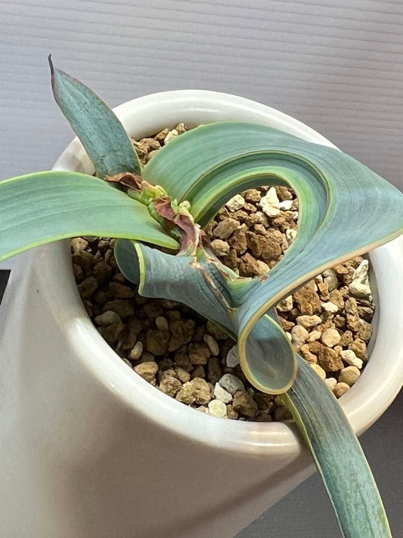 底穴付陶器鉢実生株　葉の形が奇想天外　welwitschia mirabilis