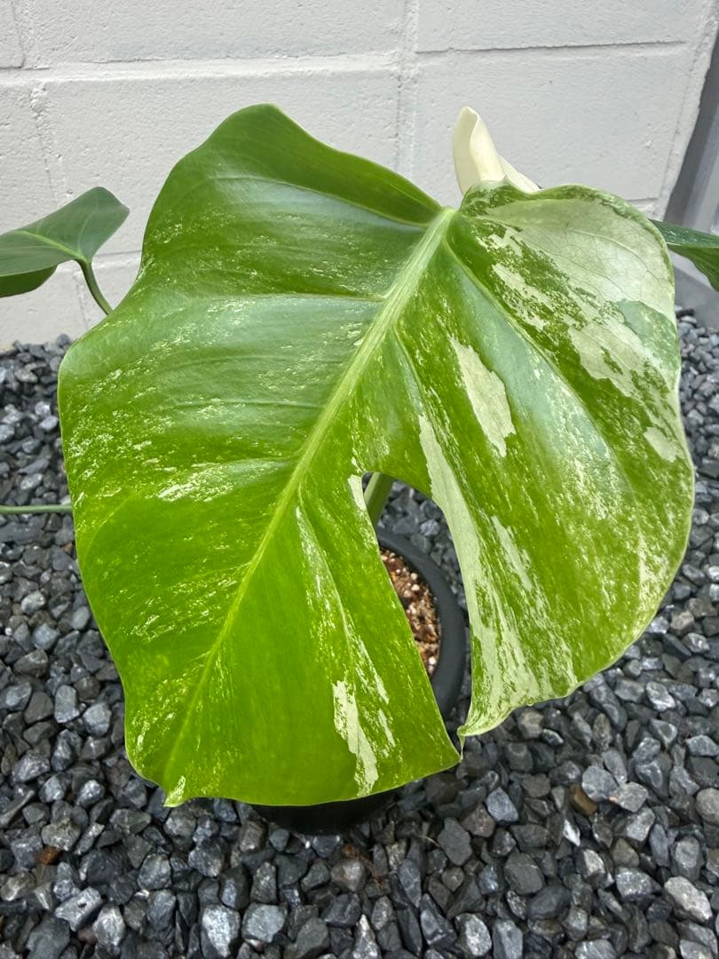 超希少なモンステラセブブルーミント