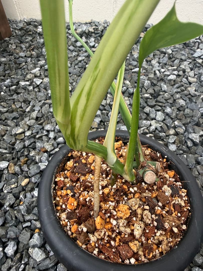 超希少なモンステラセブブルーミント