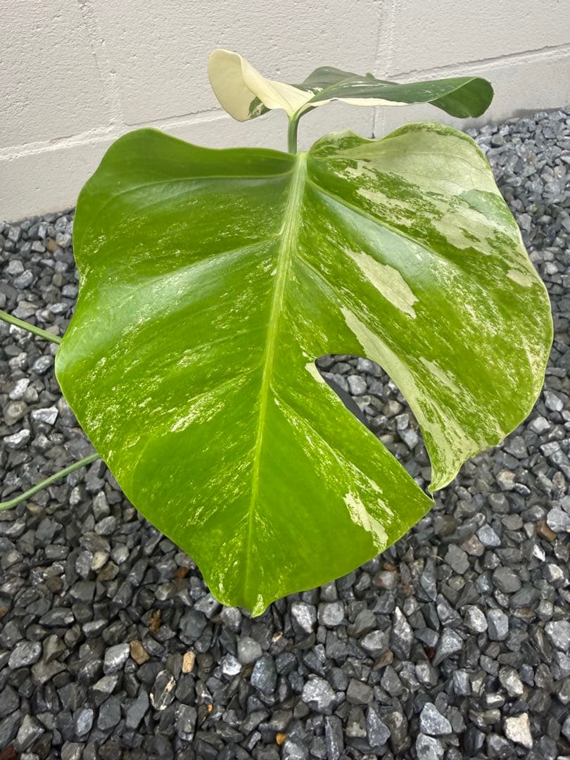 超希少なモンステラセブブルーミント