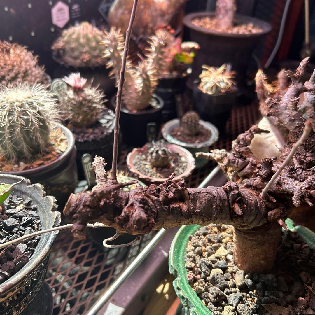 ボスべリア　ネグレクタ