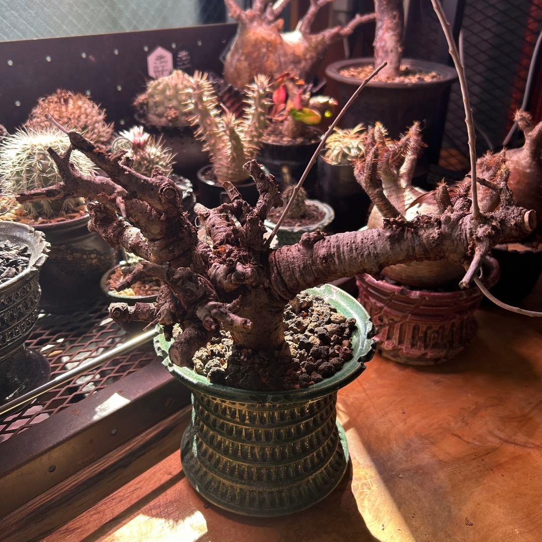 ボスべリア　ネグレクタ