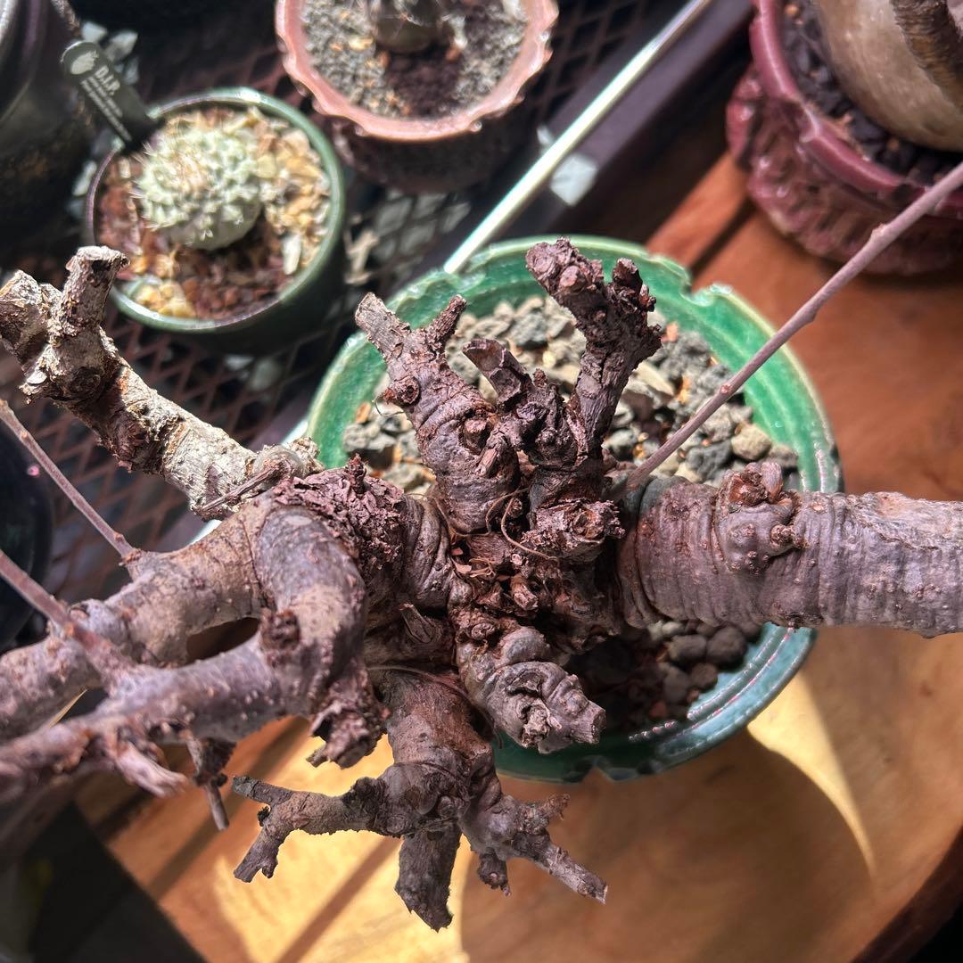 ボスべリア　ネグレクタ