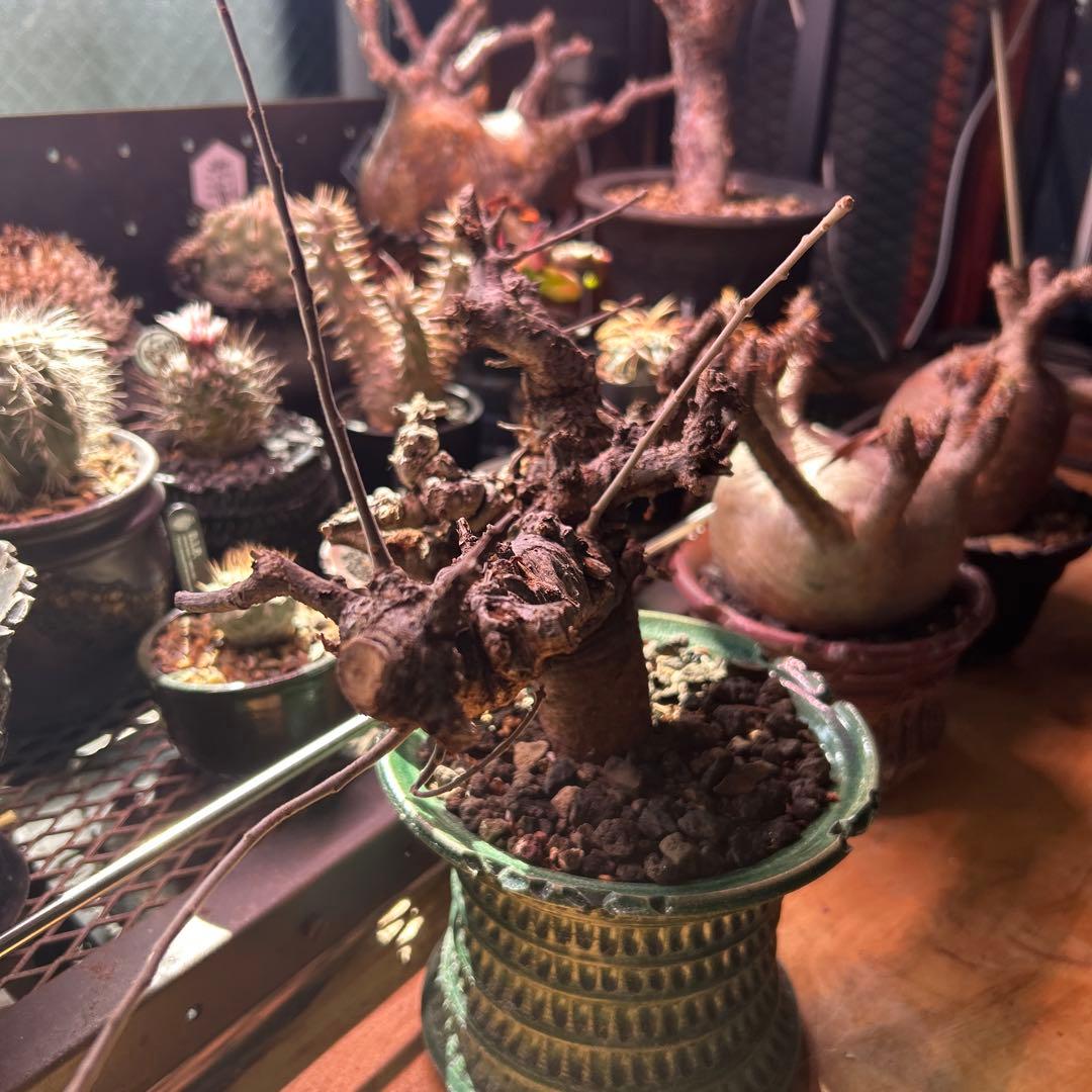 ボスべリア　ネグレクタ