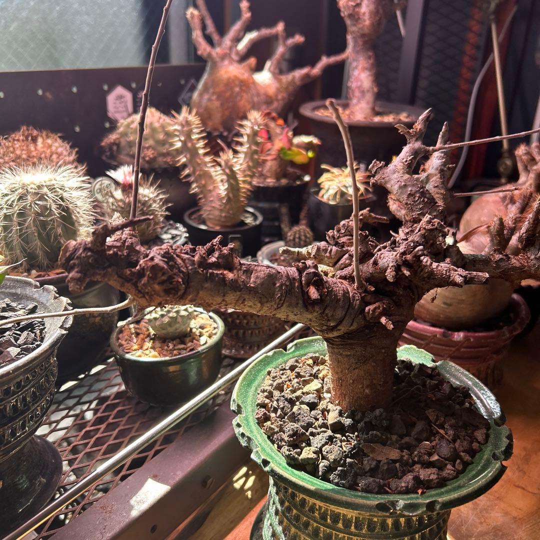 ボスべリア　ネグレクタ