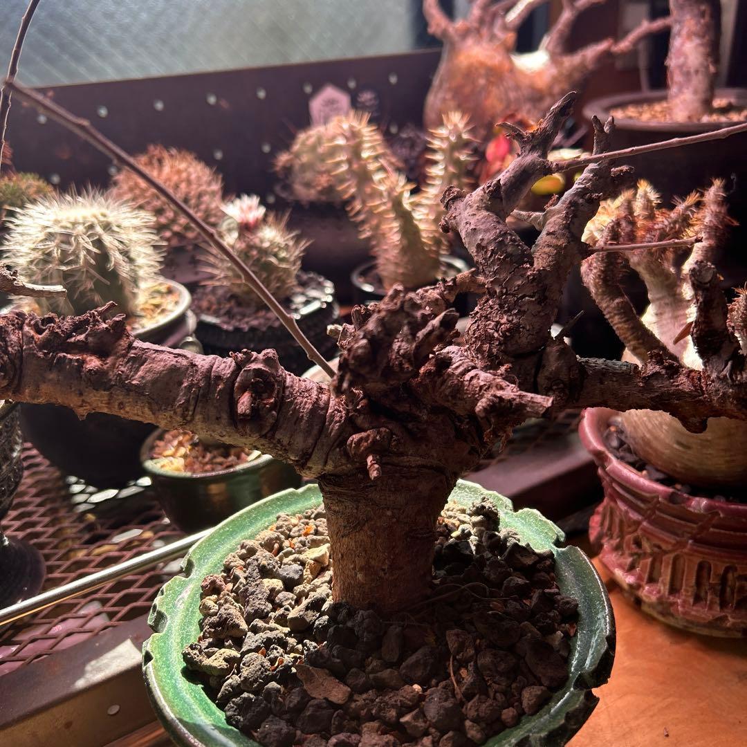 ボスべリア　ネグレクタ