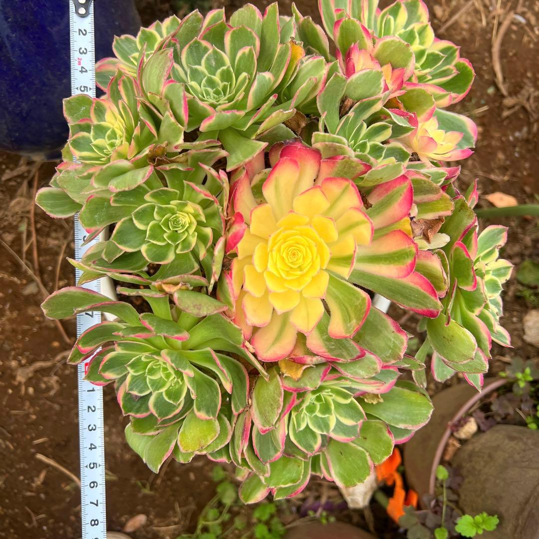 多肉植物。アエオニウム。海仙法師錦15頭