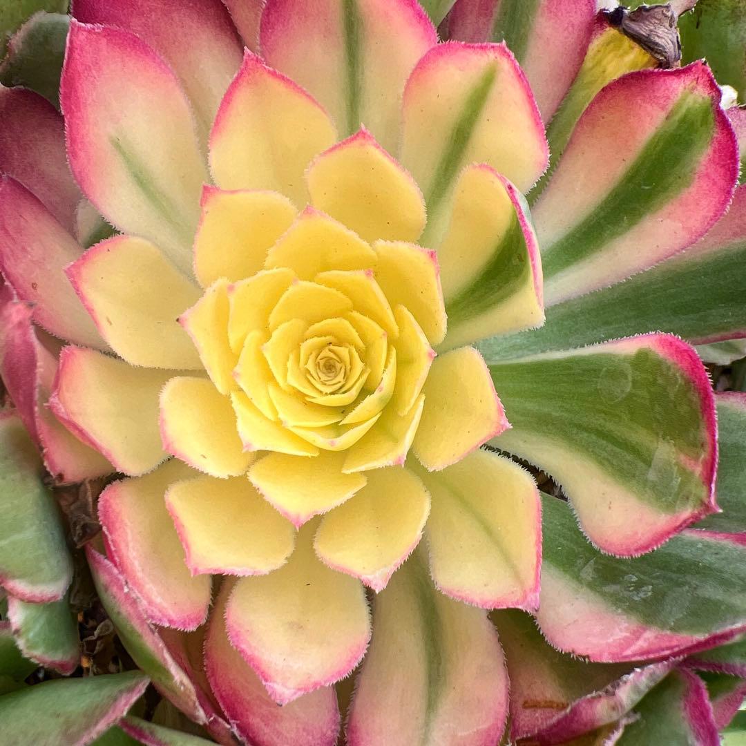 多肉植物。アエオニウム。海仙法師錦15頭