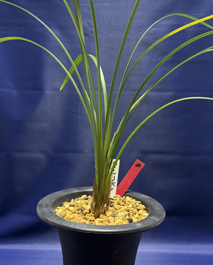 【寒蘭】四万十川の誉