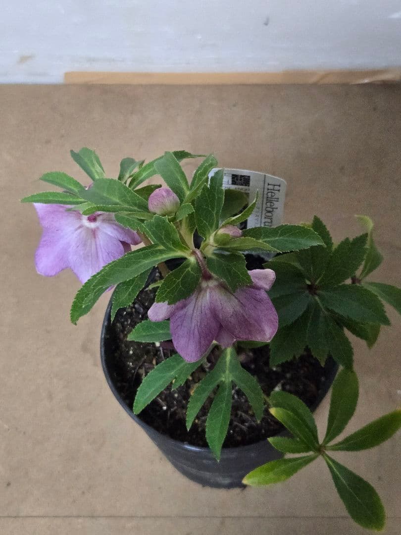 ☆広瀬園芸☆クリスマスローズ☆5号鉢☆