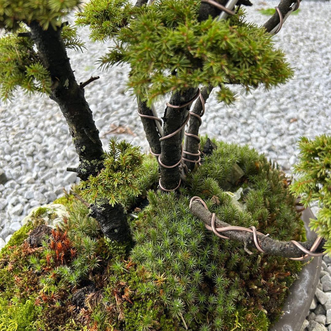 希少！5幹根連り　八房蝦夷松　中品盆栽　北海道産　エゾ松