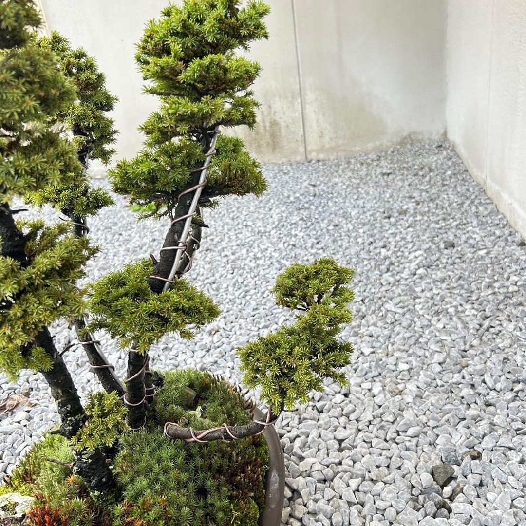 希少！5幹根連り　八房蝦夷松　中品盆栽　北海道産　エゾ松