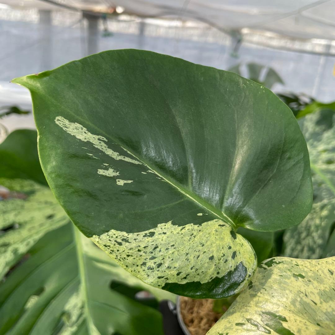 V10モンステラ　デリシオーサ　ベトシオーサ　セレクトエディション斑入り