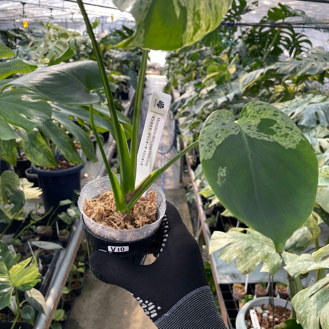 V10モンステラ　デリシオーサ　ベトシオーサ　セレクトエディション斑入り