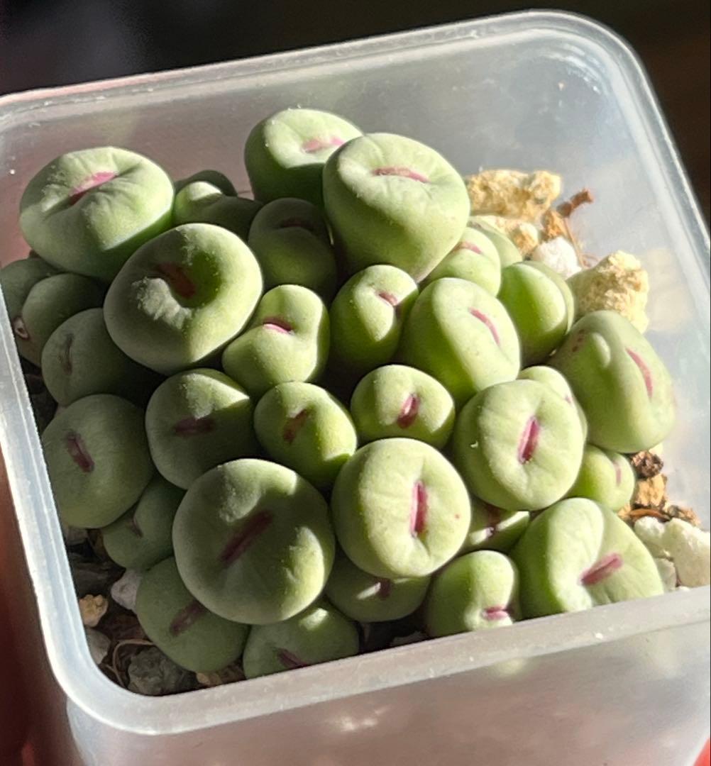 コノフィツム　pageae 群生株