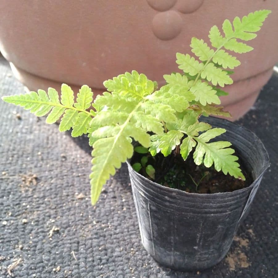 ワケアリ 小③ 品種不明シダ