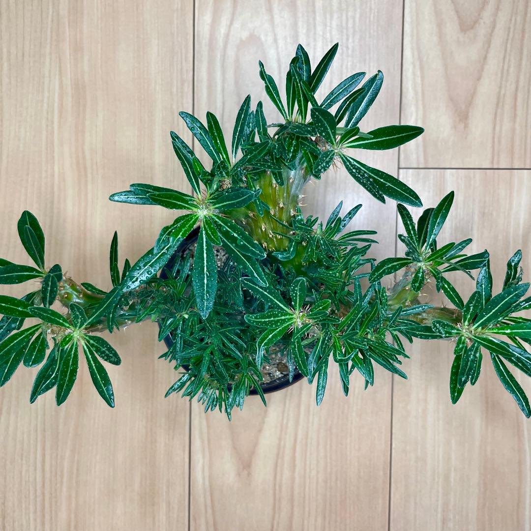 【発根済/綴化まみれ株/陶器鉢込】 綴化 パキポディウム グラキリス