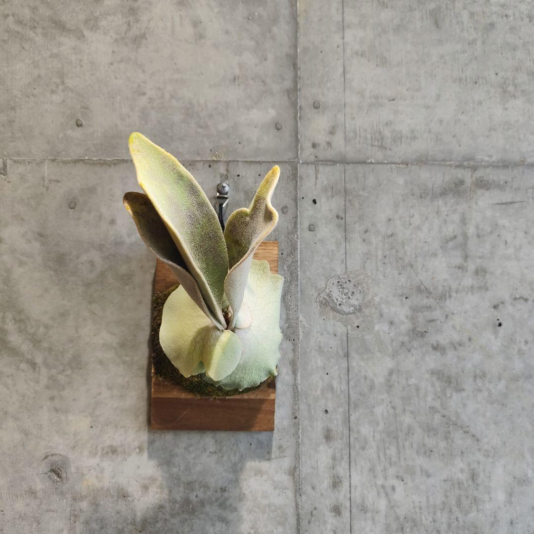 気まぐれ値下げ【ビカクシダ Lisa スポア】