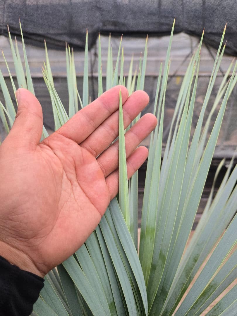 ユッカロストラータブルーサンダー１１　発根済み株