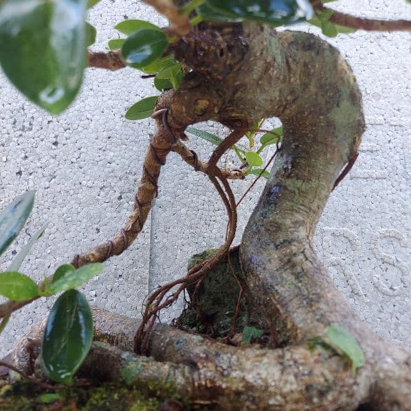 亜熱帯の樹木　パンダガジュマル　③