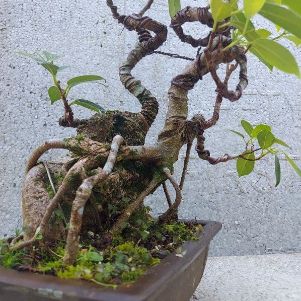 亜熱帯の樹木　パンダガジュマル　③