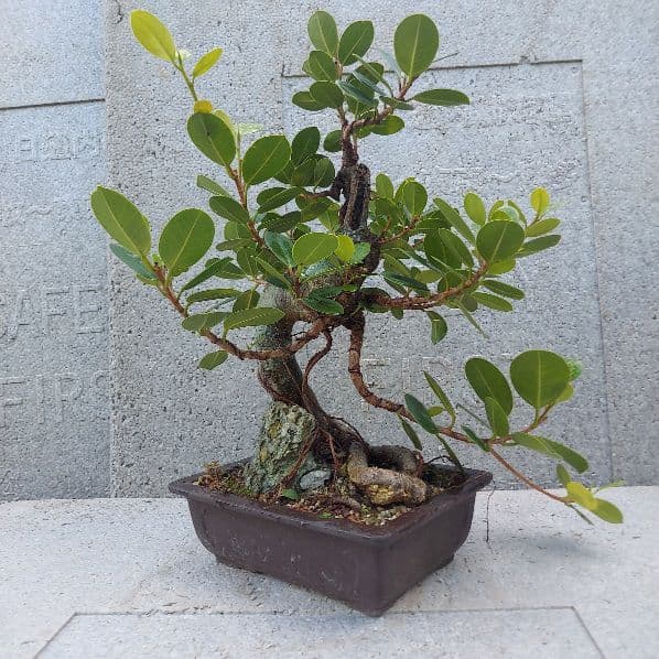 亜熱帯の樹木　パンダガジュマル　③